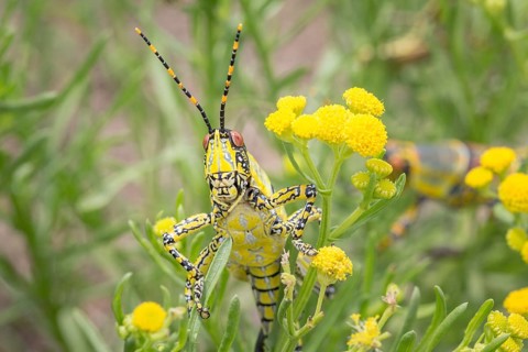 Elegant Grasshopper (Zonocerus elegans)