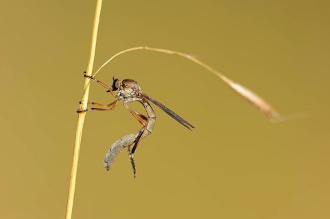 Striped Slender Robberfly (Leptogaster cylindrica)