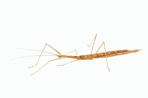 Pink Winged Stick Insect (Sipyloidea sipylus)
