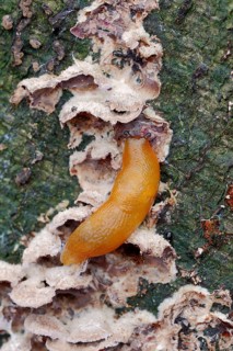 Hedgehog Arion or Hedgehog Slug (Arion intermedius) feeding on fungus