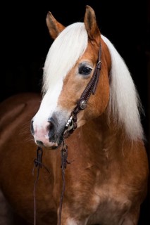 Tyrolean Haflinger with a western bridle