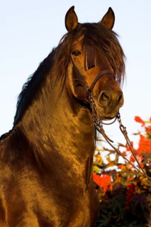 Andalusian Horse