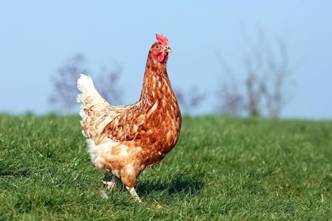 Domestic chicken