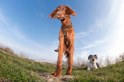 Irish Setter bitch and mixed breed male dog on a meadow