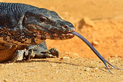 Water Monitor (Varanus salvator salvator)