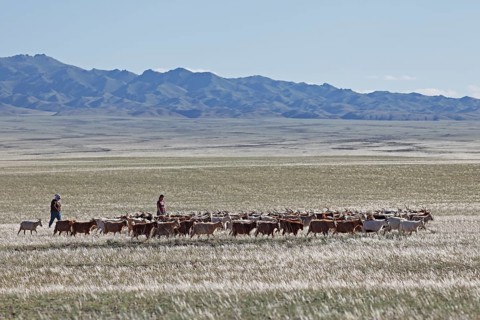 Nomads driving Cashmere Goats (Capra hircus laniger) across the steppe