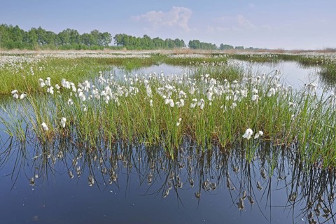 Tall Cottongrass or Common Cottongrass (Eriophorum angustifolium)