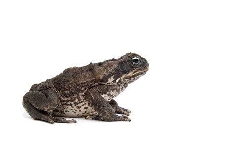Cane Toad (Rhinella marina)