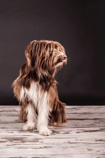 Sitting brown mixed-breed dog