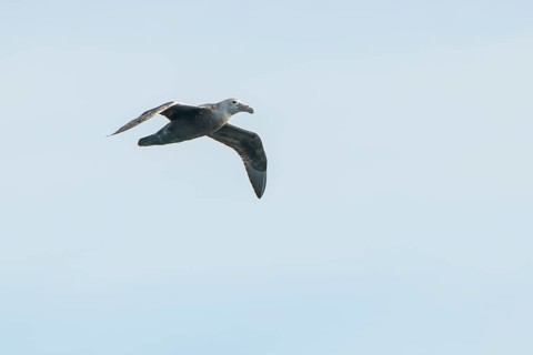 Southern Giant Petrel (Macronectes giganteus)