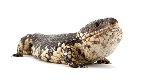 Shingleback Lizard or Bobtail (Tiliqua rugosa)