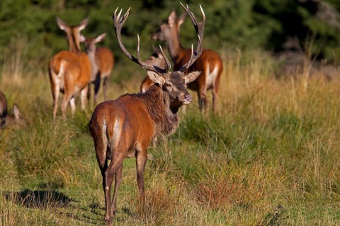 Red Deer (Cervus elaphus)