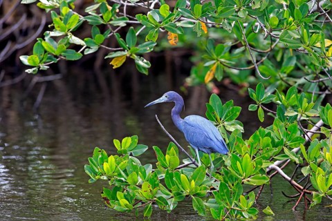 Little Blue Heron (Egretta caerulea)