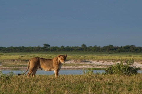 Lion (Panthera leo) at waterhole