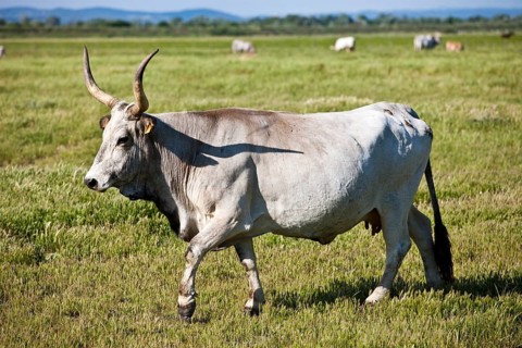 Maremma cattle