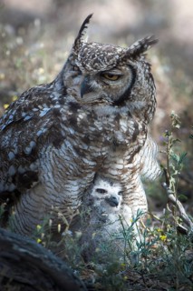 Spotted Eagle-Owl (Bubo africanus) with chick