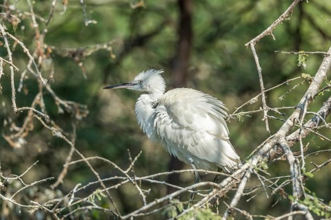 Little Egret (Egretta garzetta)