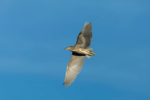 Black-crowned Night Heron (Nycticorax nycticorax) in flight