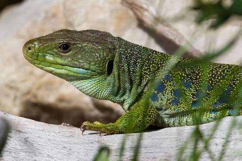 Jewelled Lizard or Ocellated Lizard (Timon lepidus)