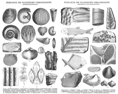 Various fossils