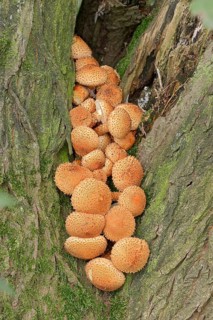 Shaggy Pholiota (Pholiota squarrosa)