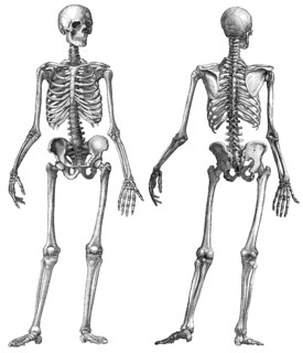 Human skeleton