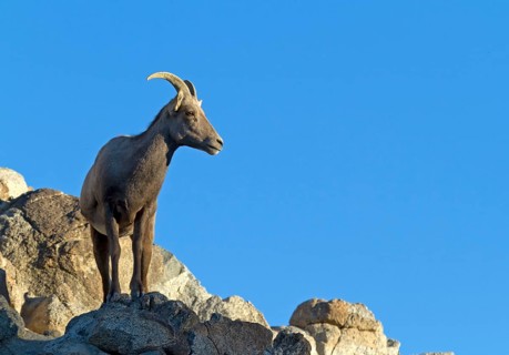 Bighorn Sheep (Ovis canadensis)