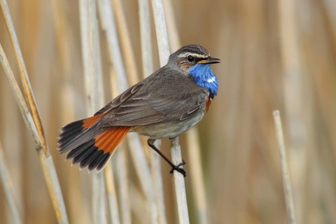 Bluethroat (Luscinia svecica cyanecula) displaying male perched on reed