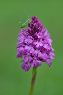Speckled Bush-cricket (Leptophyes punctatissima) on a Pyramid Orchid (Anacamptis pyramidalis)