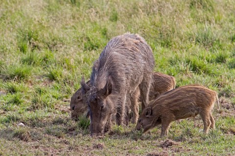 Wild Boar (Sus scrofa) with young boars in a meadow