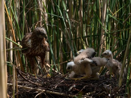 Western marsh harrier (Circus aeruginosus) with chicks in the nest