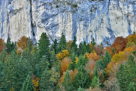 Colourful autumn forest in front of a rock face