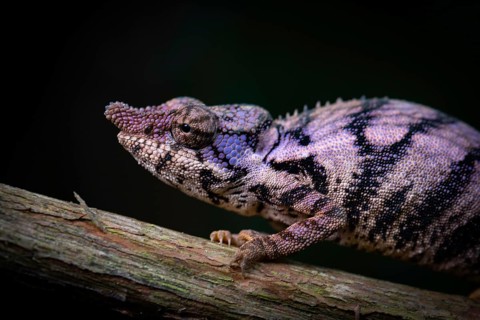 Rhinoceros chameleon (Furcifer rhinoceratus)