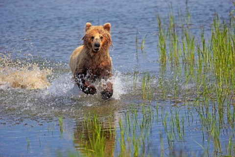 Grizzly Bear (Ursus arctos horribilis) adult