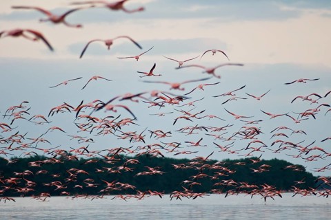 American Flamingos (Phoenicopterus ruber)