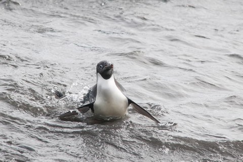 Adelie Penguin (Pygoscelis adeliae) leaving the water