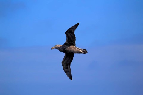 Giant Petrel (Macronectes giganteus)