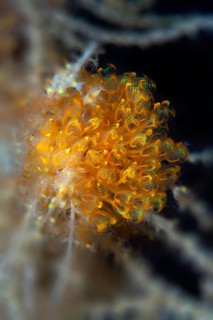 Ascidian Sea Squirt (Pycnoclavella detorta)