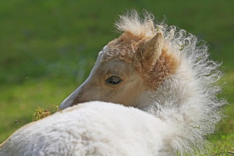 American Miniature Horse