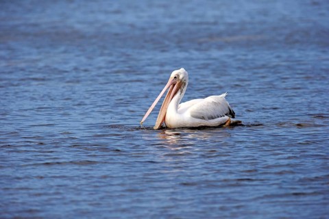 American American White Pelican (Pelecanus erythrorhynchos)