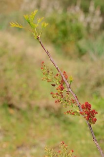 Terebinth or Turpentine Tree (Pistacia terebinthus)