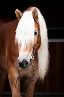 Tyrolean Haflinger with a western bridle
