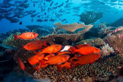 School of Lunar-tailed Bigeye or Moontail Bullseye (Priacanthus hamrur) in a coral reef