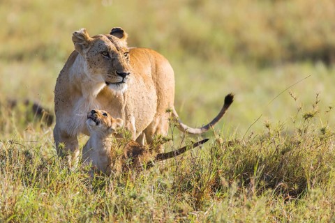 Lioness (Panthera leo) with cub
