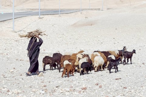 Bedouin woman with herd of goats
