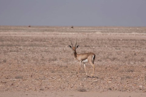 Arabian Oryx (Oryx leucoryx)