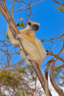 Golden-crowned sifaka(Propithecus tattersalli)