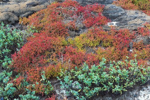 Vegetation on Chinaman's Hat off Santiago Island