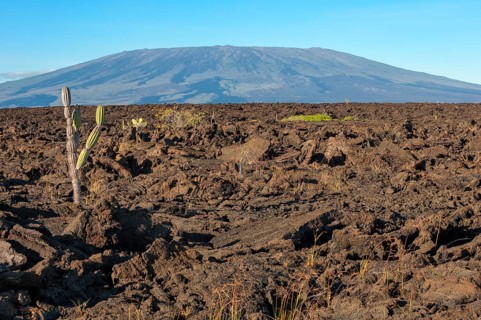 Candelabra Cactus (Jasminocereus thouarsii) in the volcanic landscape of Punta Morena