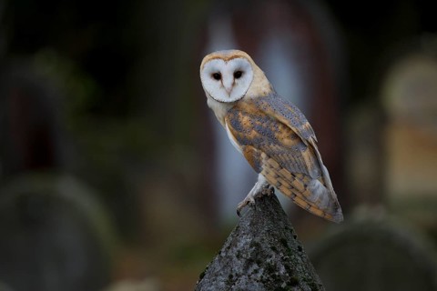 Barn Owl (Tyto alba) on a grave stone